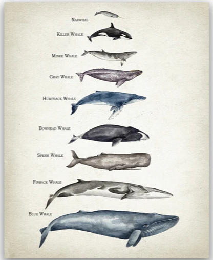 Whales Size