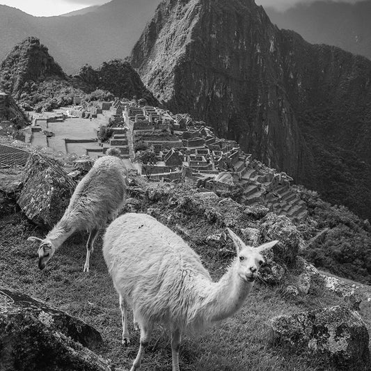 Machu Picchu "Lama"