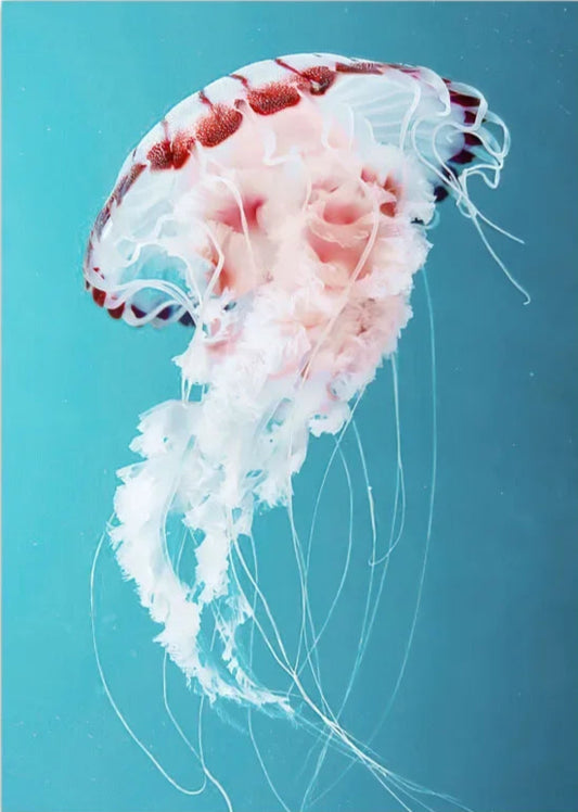 Pink Jellyfish